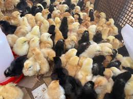 POUSSINS KUROILER 1 jour